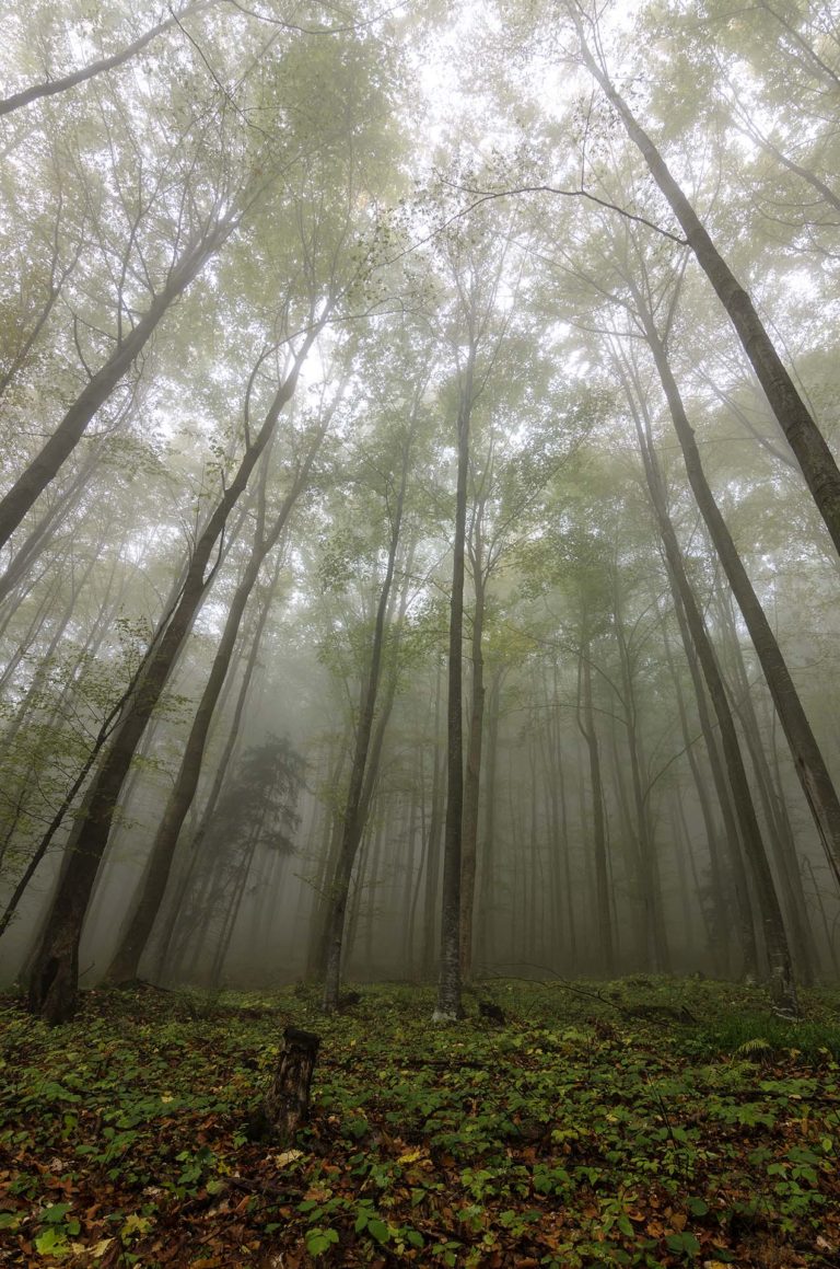 Autumn misty forest