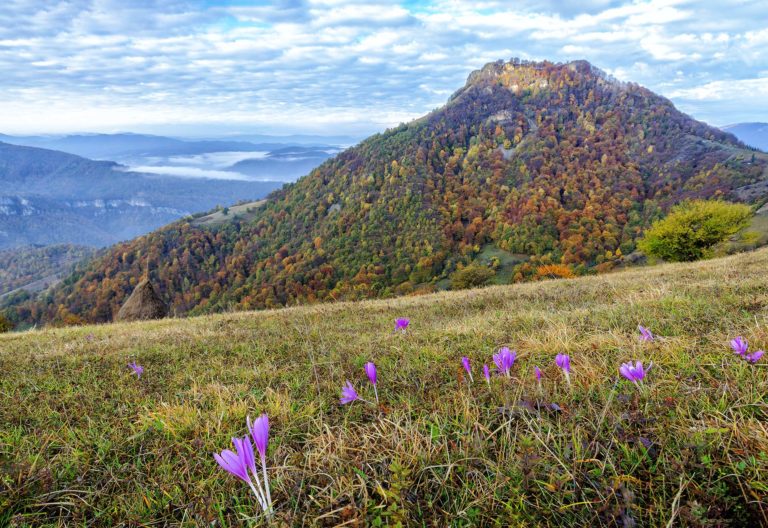 Balkan Mountains Autumn flowers