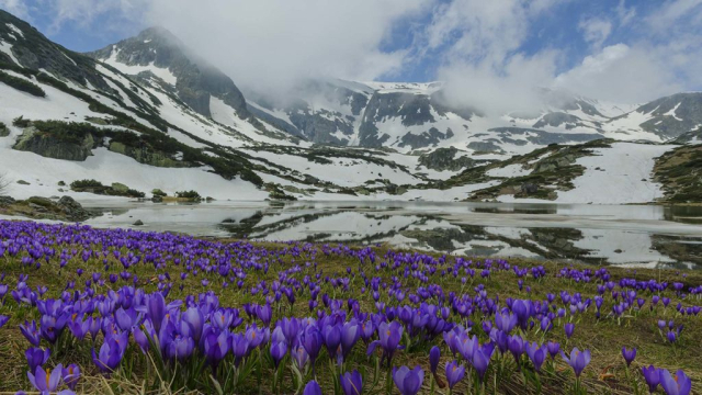 Epic photography tours crocuses in Rila mountains Bulgaria