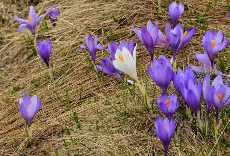 Crocuses in Rila Mountains Bulgaria