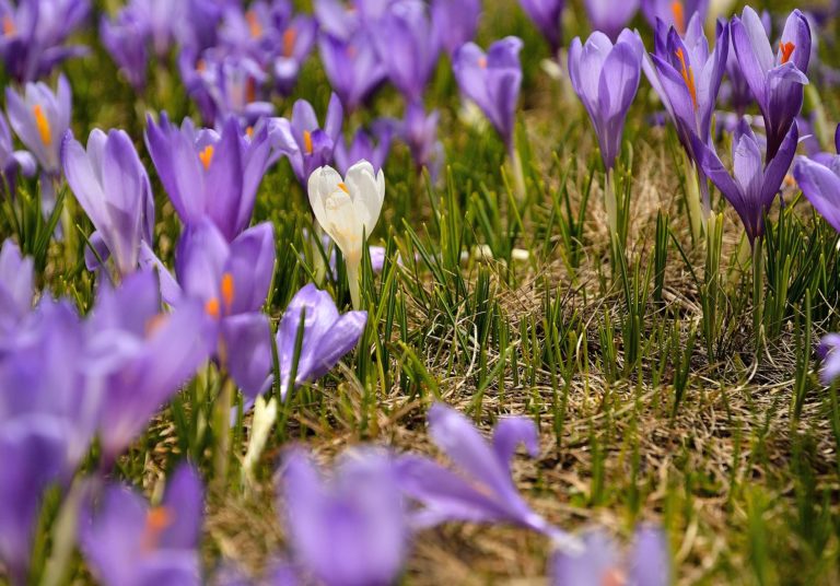 Crocuses in Rila Mountains Bulgaria