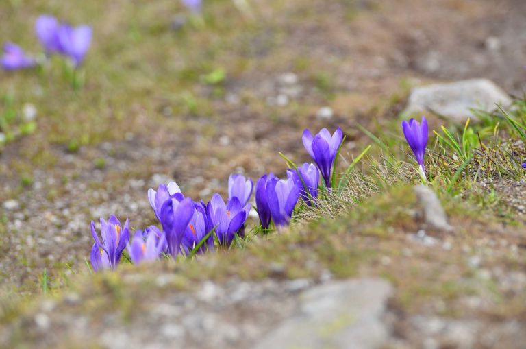 Crocuses in Pirin mountains
