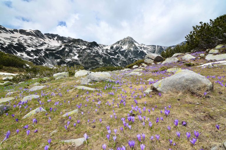 Crocuses in Prin Mountains