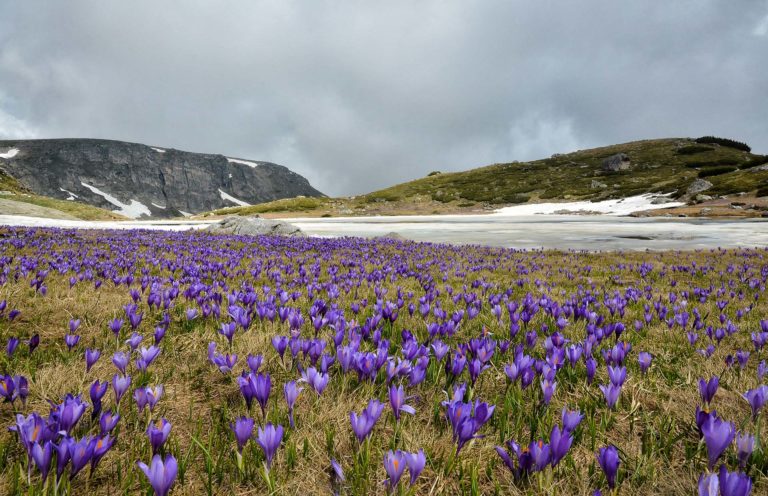 Crocuses in Rila Mountains Bulgaria