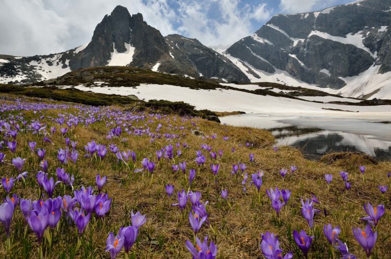 Crocuses in Rila Mountains Bulgaria