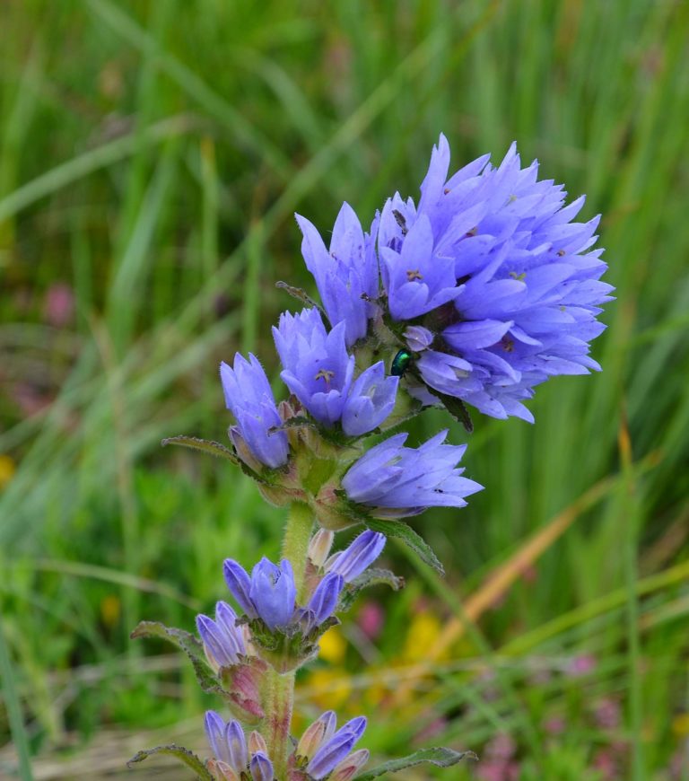 Spring flower Bulgaria
