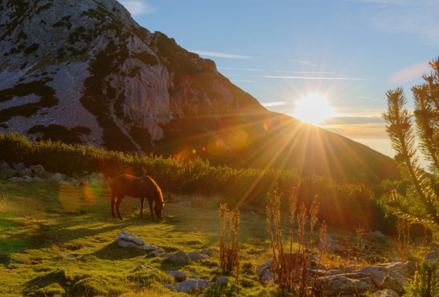 Horse at sunset in Pirin Mountains Bulgaria