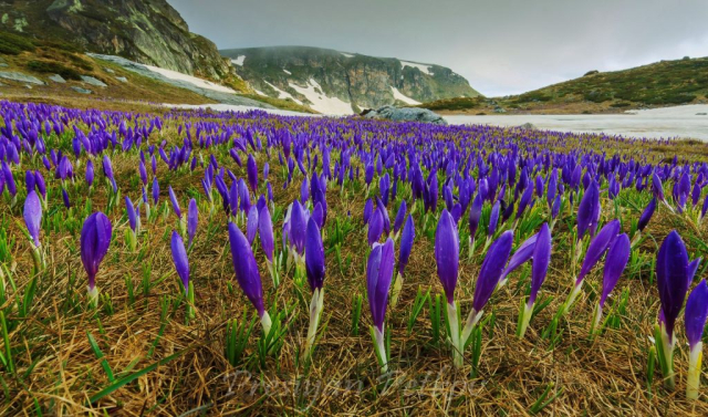 Crocuses in Rila Mountains Bulgaria