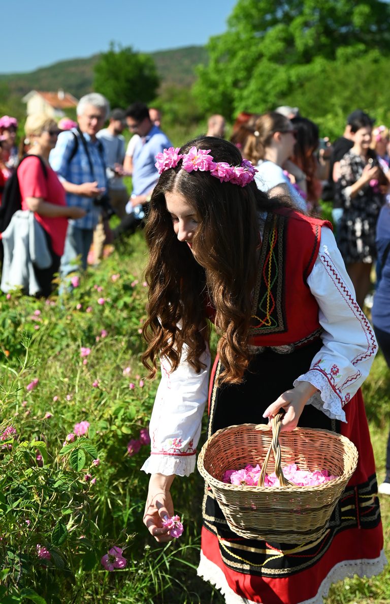 Beautiful girl picking roses in Bulgaria