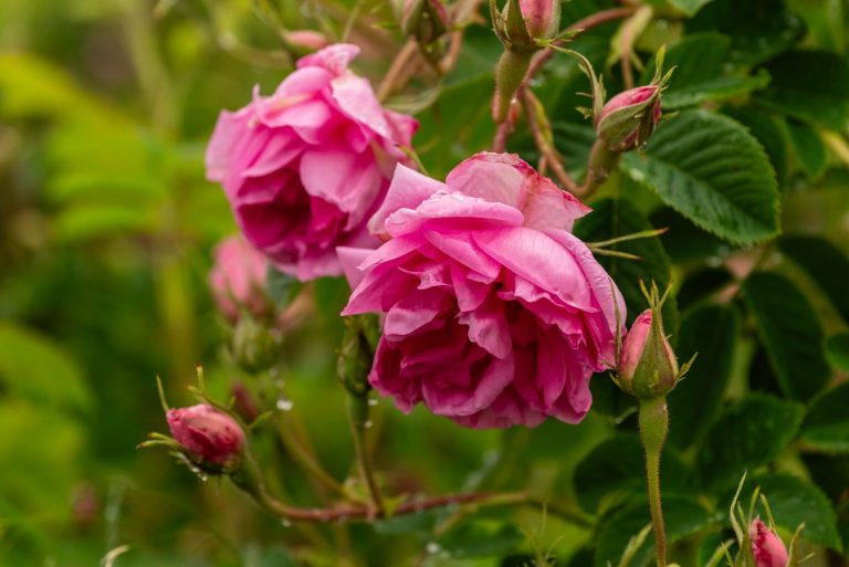 Rose Festival Photography Tour in Bulgaria